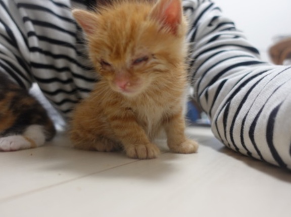 子猫の寝かしつけのなくなる頃　20261005