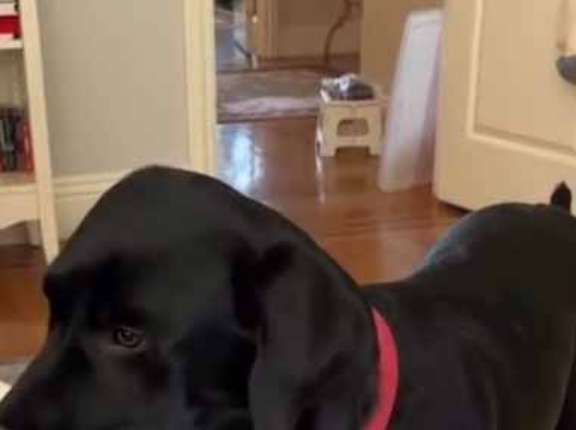 イヌはお腹が空いたようだ。ごはん！ごはん！ → 咥えたボウルをこうします…