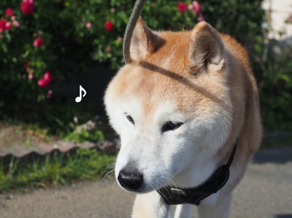 バ〜ラが咲いた♪バ〜ラが咲いた♪