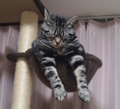実物のﾈｺﾁｬﾝたちセカンド177