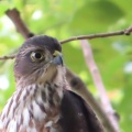 野鳥雀鷹（ツミ）の幼鳥を撮る25🦅📸（太田市）