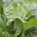 減農薬野菜、果物、お花、こだわりのうつわのお店　- 花うつわ大地（花咲農園） -