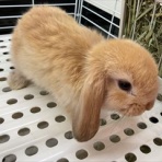 小動物専門店NATURE'S