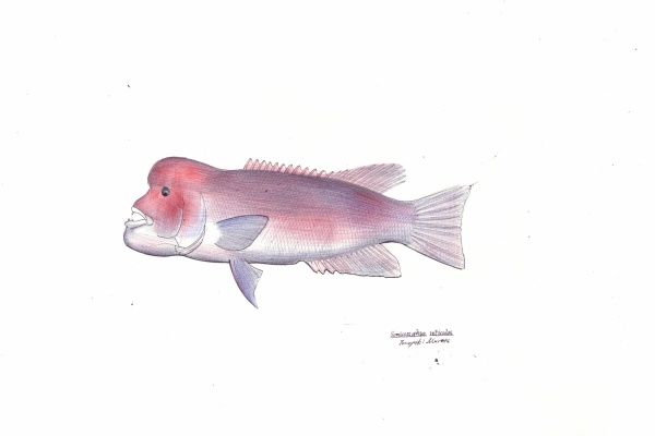 4色ボールペンde魚の絵 by T.Murata