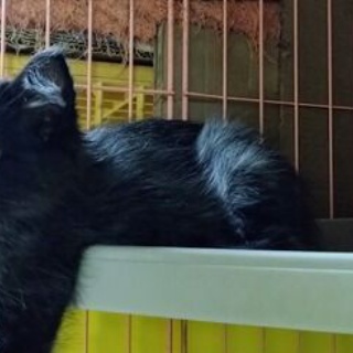 公園のネコたち