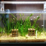 ビワコオオナマズ飼育日記