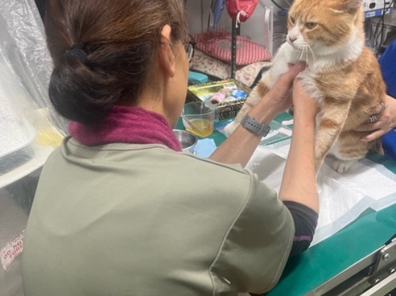 こんばんは、チャトです😺👍