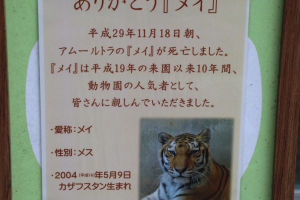 ライオンと旅 福岡市