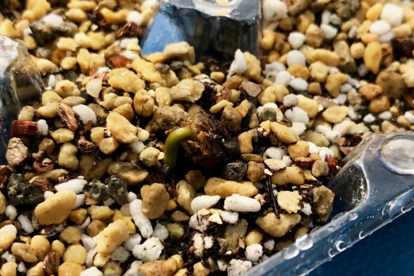 種まきさんの種まきブログ 沖縄から 卵パック