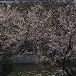 『3年生の皆さんご卒業おめでとうございます』の画像