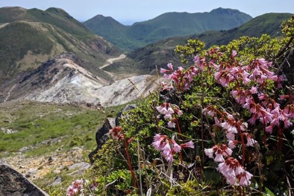 勝手に花言葉 徒然なるままに ミヤマキリシマ