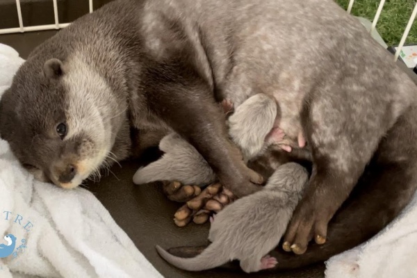 Youtubeどうぶつ動画まとめch 21