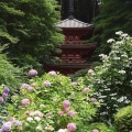 京都 岩船寺の紫陽花 #02