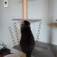 春休みの反動えぐ。と、赤い肉球つくりました。