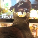 黒猫を見る黒猫