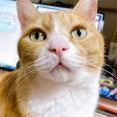 涼風を求める猫。