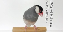 ふたりの爪切りと実況中継