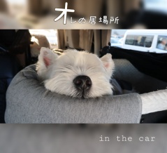 犬の指定席は、後部座席。さて、飼い主の燃えポイントは？