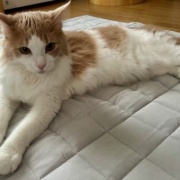 遊び方がワンちゃんみたいな猫