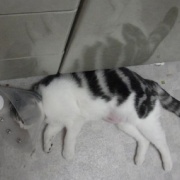 短い猫生だったナナの命日は25枚の写真で