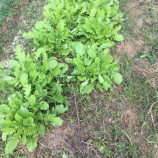 『きょうのりんくす』の画像