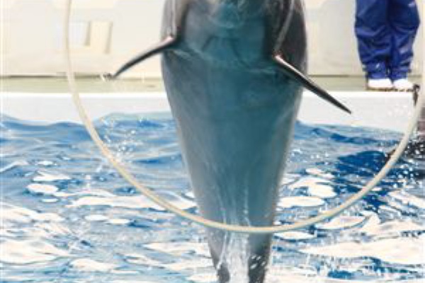 のほほ んな写真日記 水中の生き物
