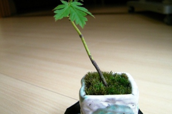 とん子の写真日記 ﾊﾟｼｬ コケ こけ 苔が好き