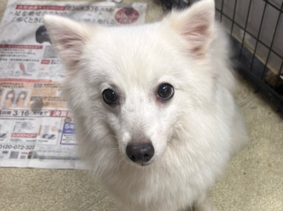 スピッツの淡雪ちゃんもトライアルになります。