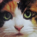 AI加工😽手毬＆猫いっぱいセーター