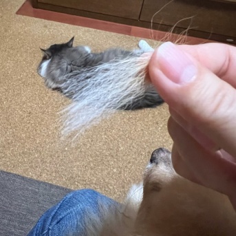 換毛期はじめました