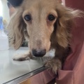 2ダックスお名前募集♪
