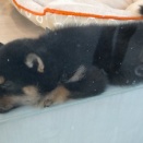 政治Ｘアカウントが一時的にログインできなくなった・・・