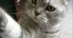 猫は自分の姿を理解している？していない？