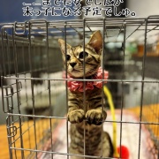 るいちゃんのお見合い