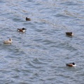 令和6(2024)年3月31日の鳥さん Vol.1　谷津干潟で野鳥の観察･撮影 水鳥多し!!カモはハシビロガモばかり!!桜の花の蜜を吸うメジロも現る!!
