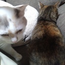 実物のﾈｺﾁｬﾝたちセカンド119