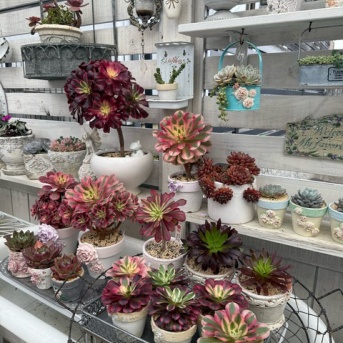 ＊日照不足で緑になった黒法師を外に出したら今度はぐったり(￣O￣;)