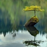 【盆栽が海外でも人気の模様】1つの盆栽に広がる世界　芸術性あふれる作品ベスト15！