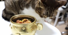 ふぐと猫。