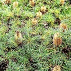 大船フラワーセンターへ⑥(2025年10月)