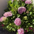 みごと！わぁってくらい、花をつけてくれないかなぁ。。。