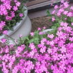 好きに生きるわがまま爺さん