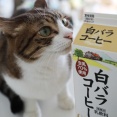 白バラと猫。