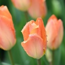 チューリップ（プランター植）