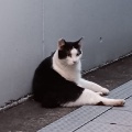 猫が寄ってきそうで寄ってこない＆昨晩は一人飲み