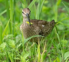 2026年9月3日の野鳥公園