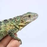 『【新入荷】久々のバナスパ来た！！エロンガーターも！！』の画像