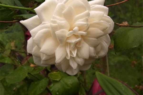 癒しの八丈島 熱帯植物