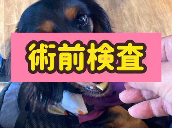 ポコちゃん病院へ行く。
