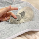 うさぎのルリ(2/20追記)